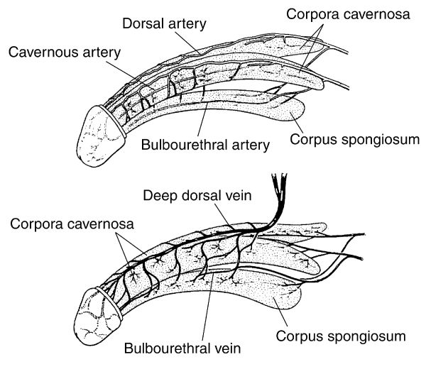 what is circcumcised look like