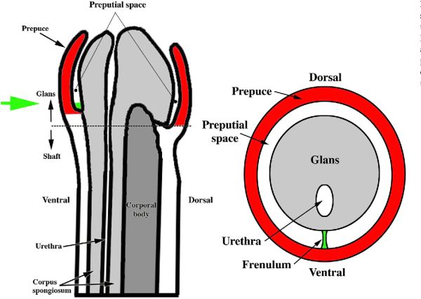 different types of pensises