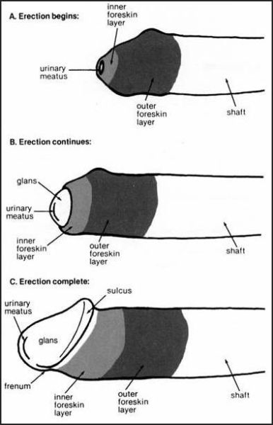 phimosis anatomy