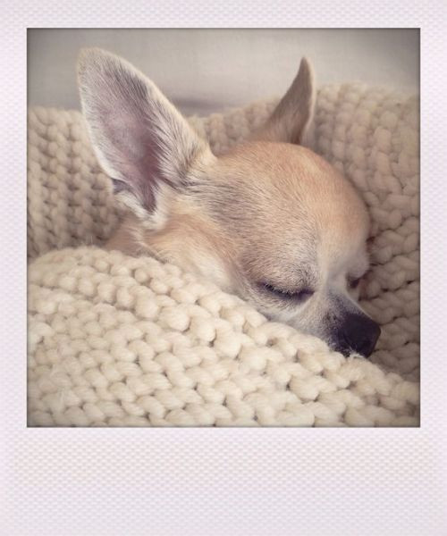 pets tumblr