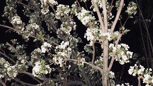 flores