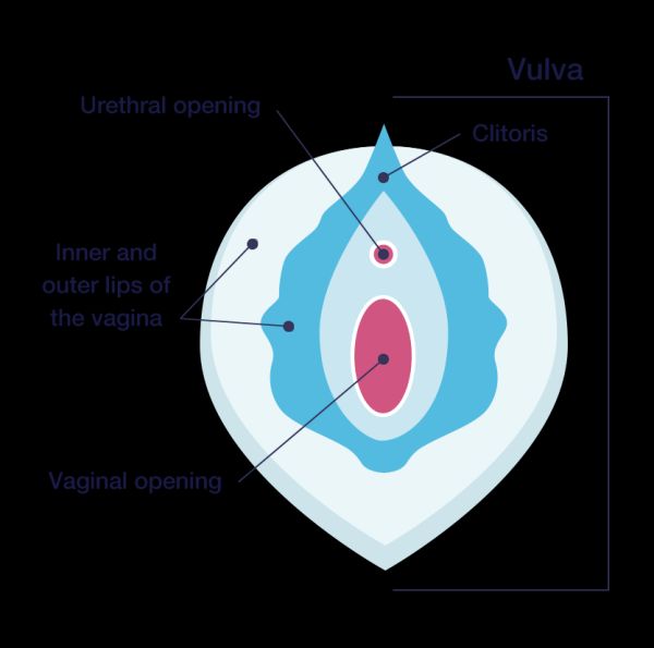 labial minora genital