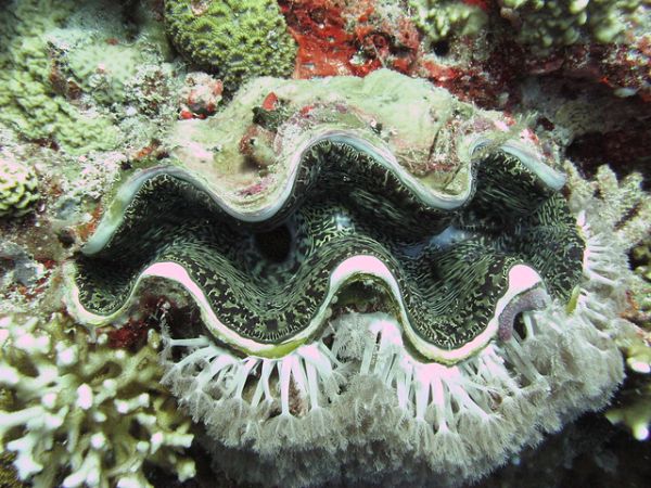 cartoon bearded clam