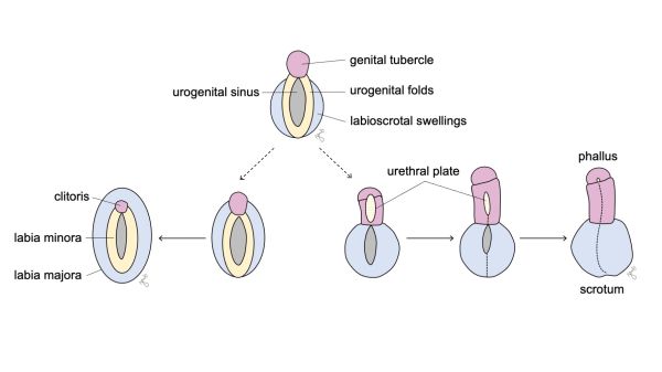 fused labial tissue