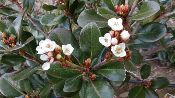 snow pink indian hawthorn