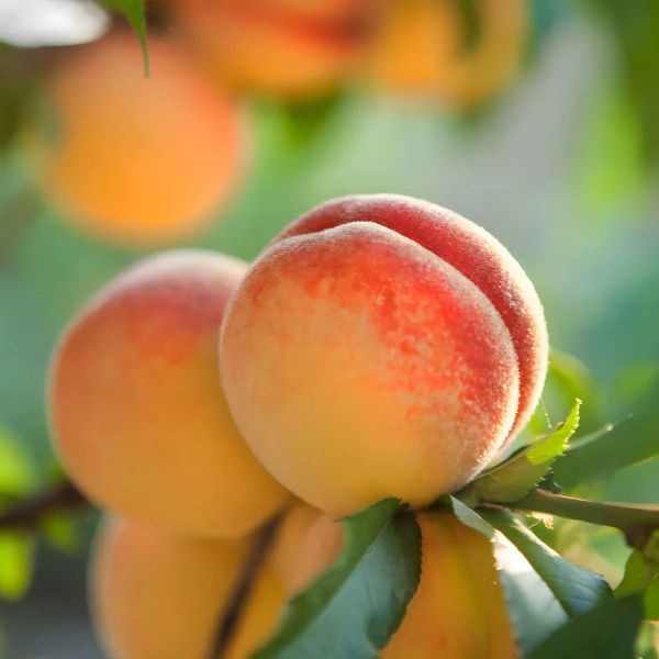 peach's ooooo