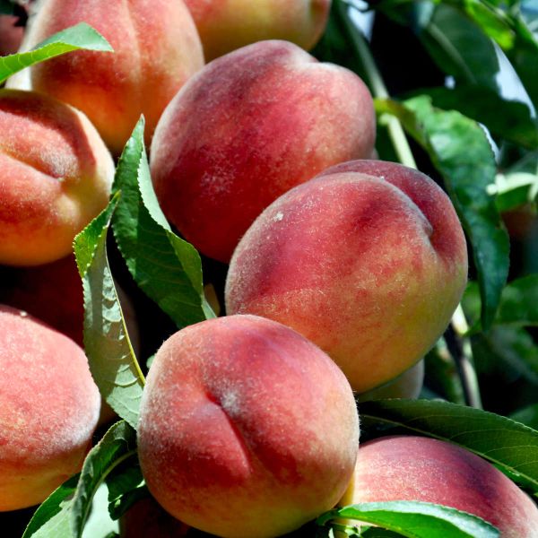 peach usndies