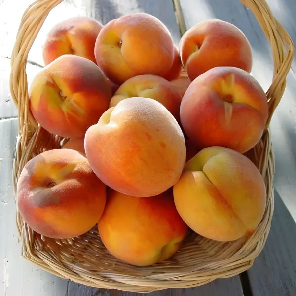 peaches that are squatty shaped