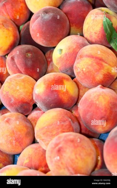 peaches are not the only フルーツ
