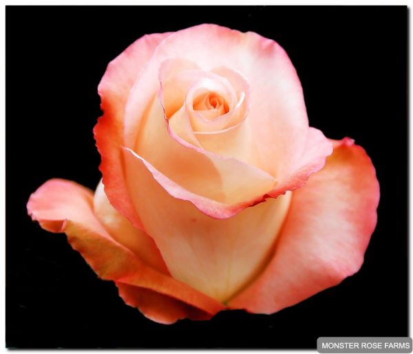 aubade fleur de passion