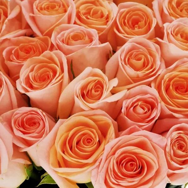 love praposed rose