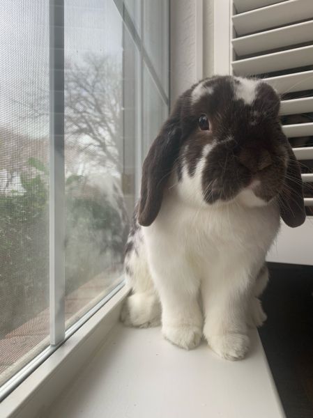 jolly rabbit