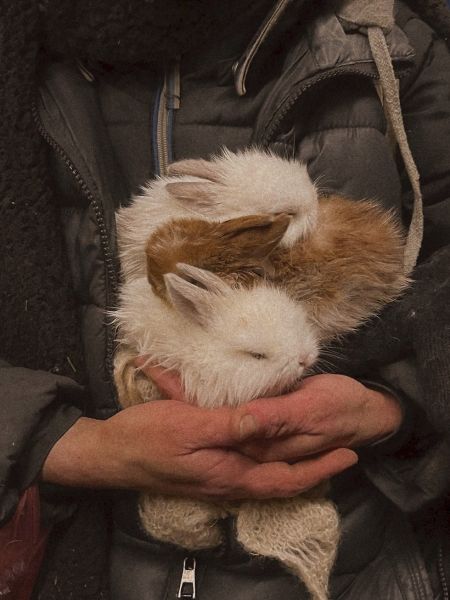 snow bunny rabbit