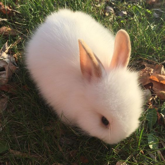 honey bunny tumblr