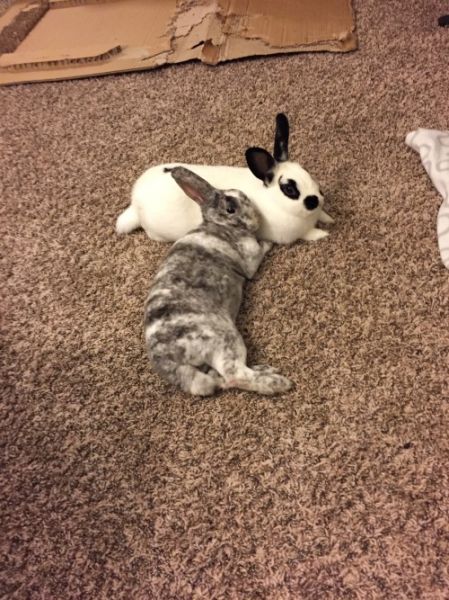 funny snow bunny