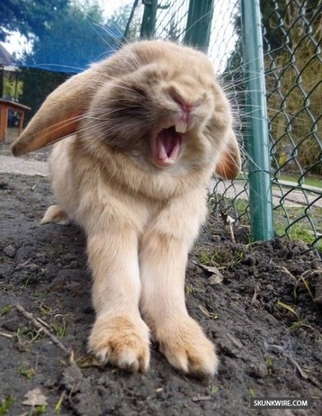 babs bunny tumblr