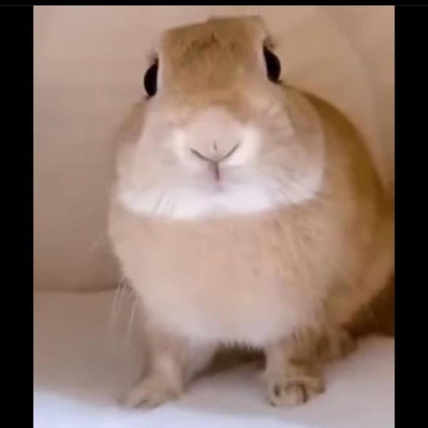 white rabbit wonderland
