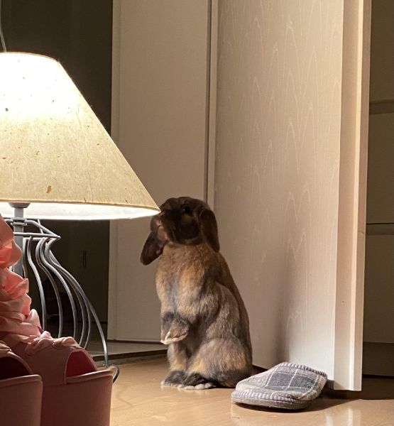 sweet rabbit