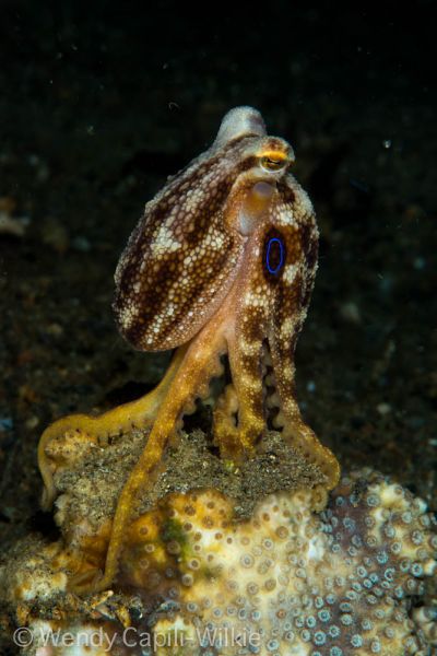 beautiful octopus