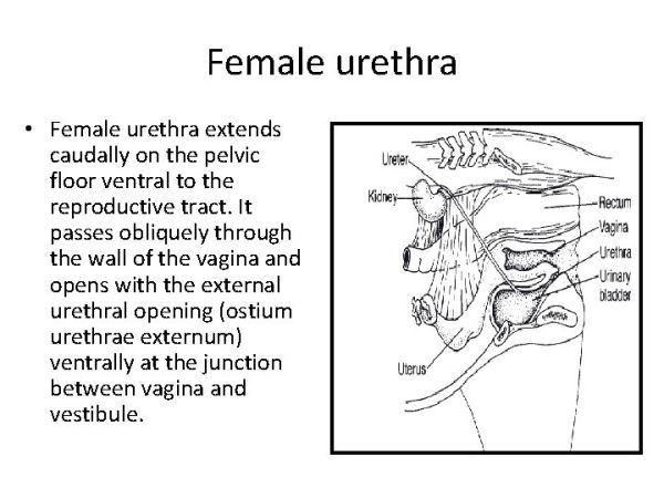urethral stricture anatomy