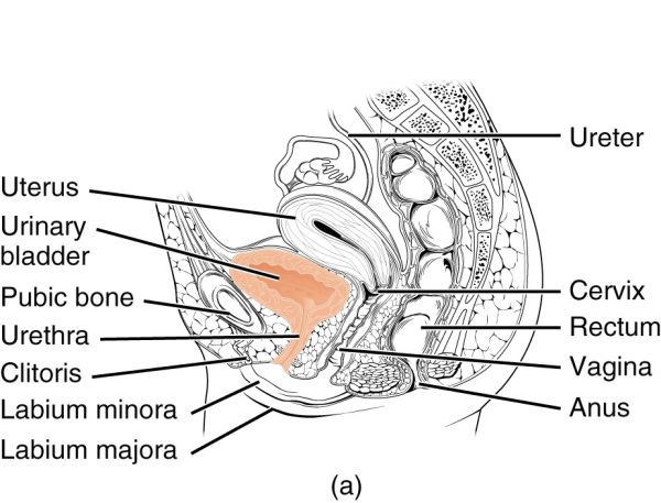 cystoscopy urethral stricture