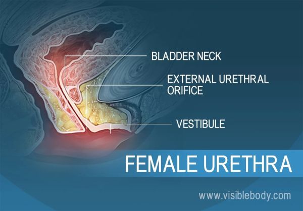 retropubic sling surgery