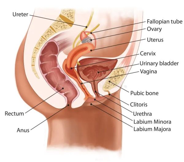 mid urethral sling placement